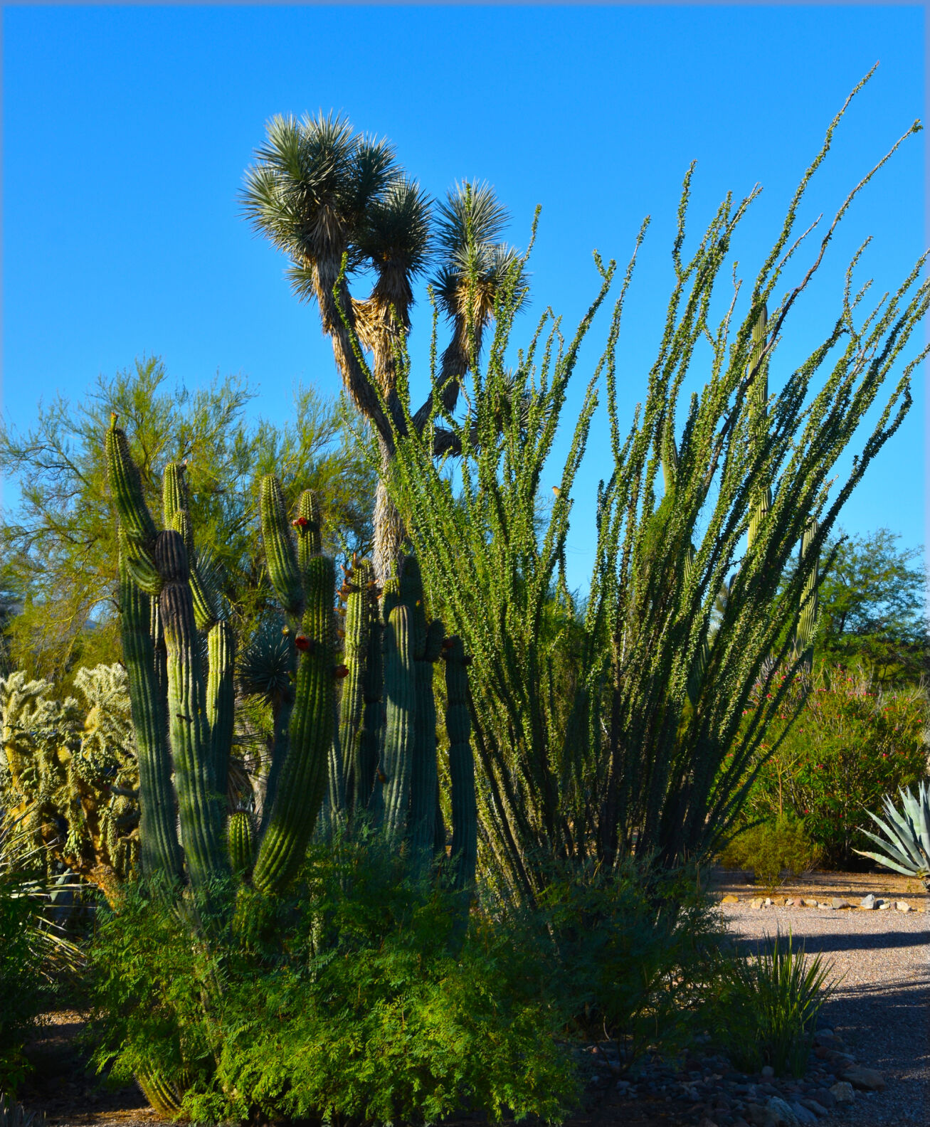 2023 Master Gardener Home Garden Show
